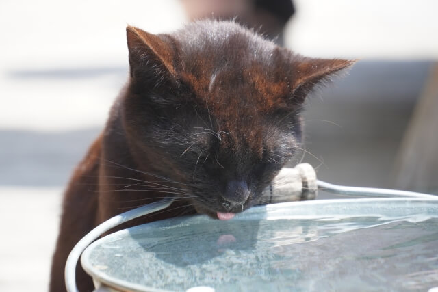猫　病気　水をよく飲む