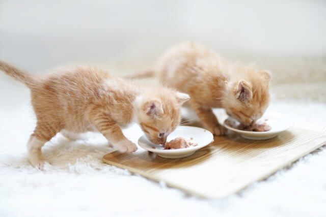 猫のカロリー摂取のコツ！ご飯の量と最適な選び方