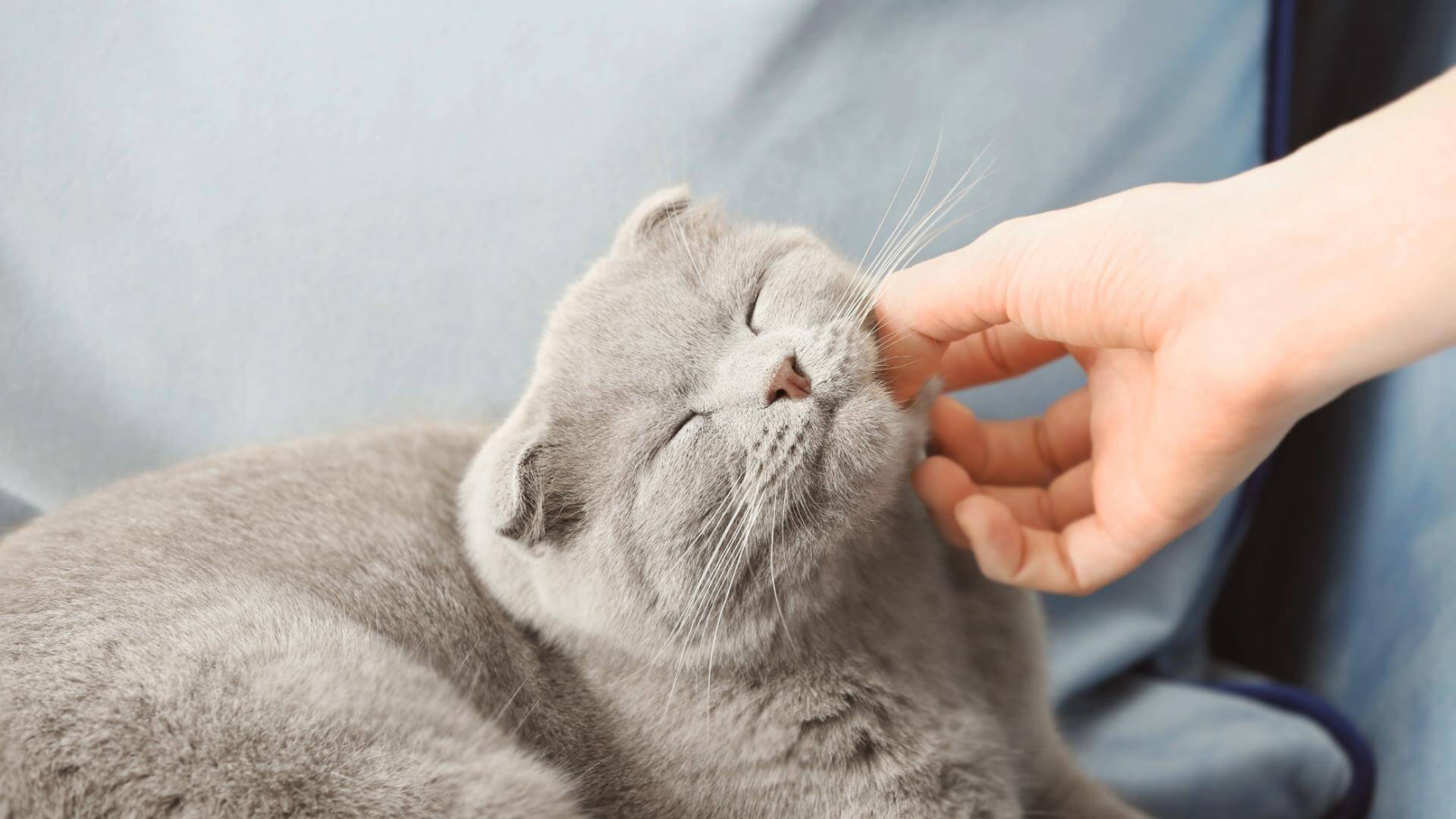 猫が長生きするためのマッサージ！おすすめの理由ややり方を紹介
