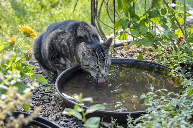 猫が水を飲まない！飲ませる方法で効果的な対策9選スポイト＆ちゅーる