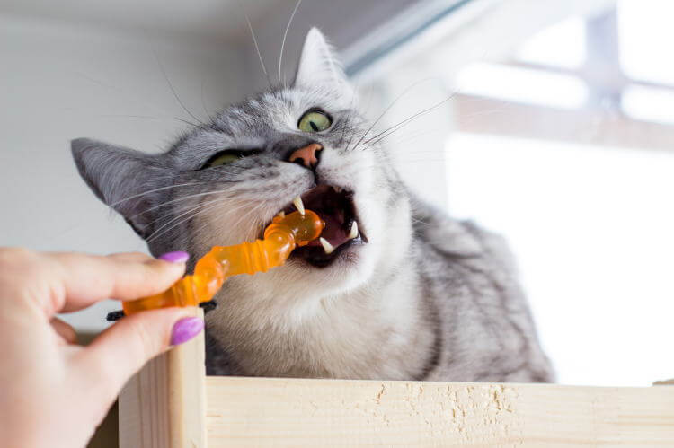 猫が輪ゴムを食べたら消化する？