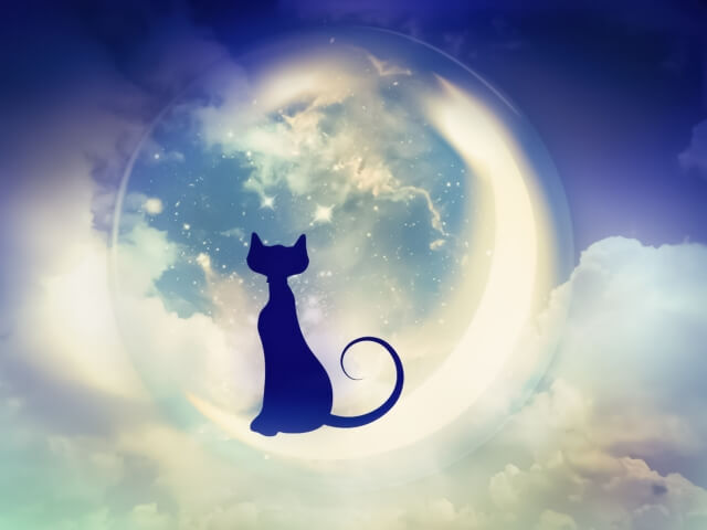 【バシャール】猫は宇宙とつながるスピリチュアルツールである理由