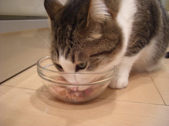 猫がご飯を食べない