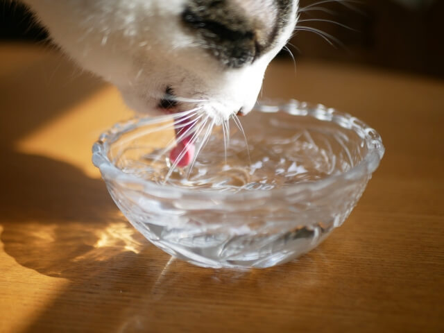 猫の水分補給にはウェットフードがいい理由とは？おすすめ商品5選