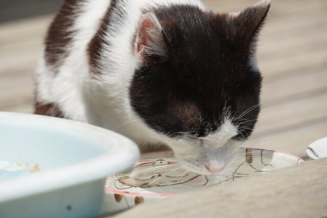 猫　病気　水をよく飲む