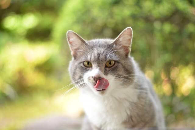 猫にご飯をあげすぎるとどうなる？食べ過ぎない対策を紹介