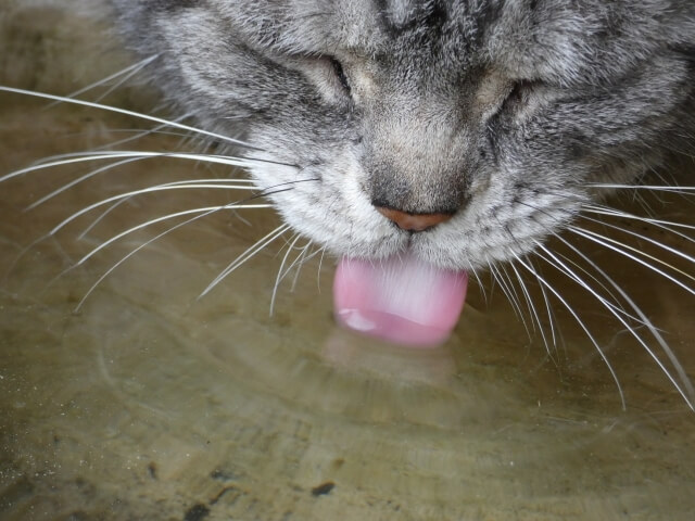 猫　ウェットフード　水分補給