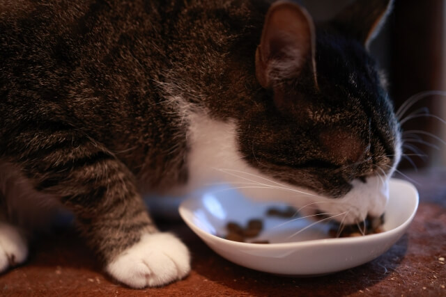 猫　ご飯　こぼす
