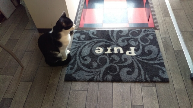 猫脱走対策玄関