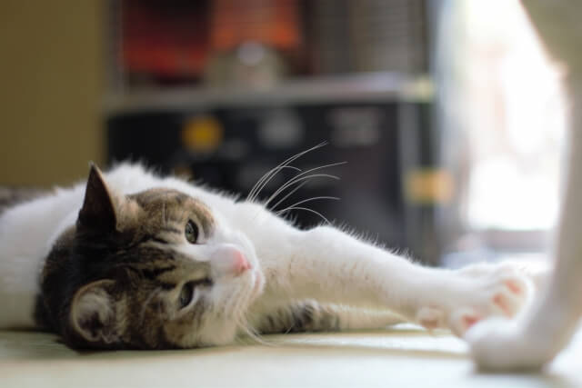 猫と電気毛布