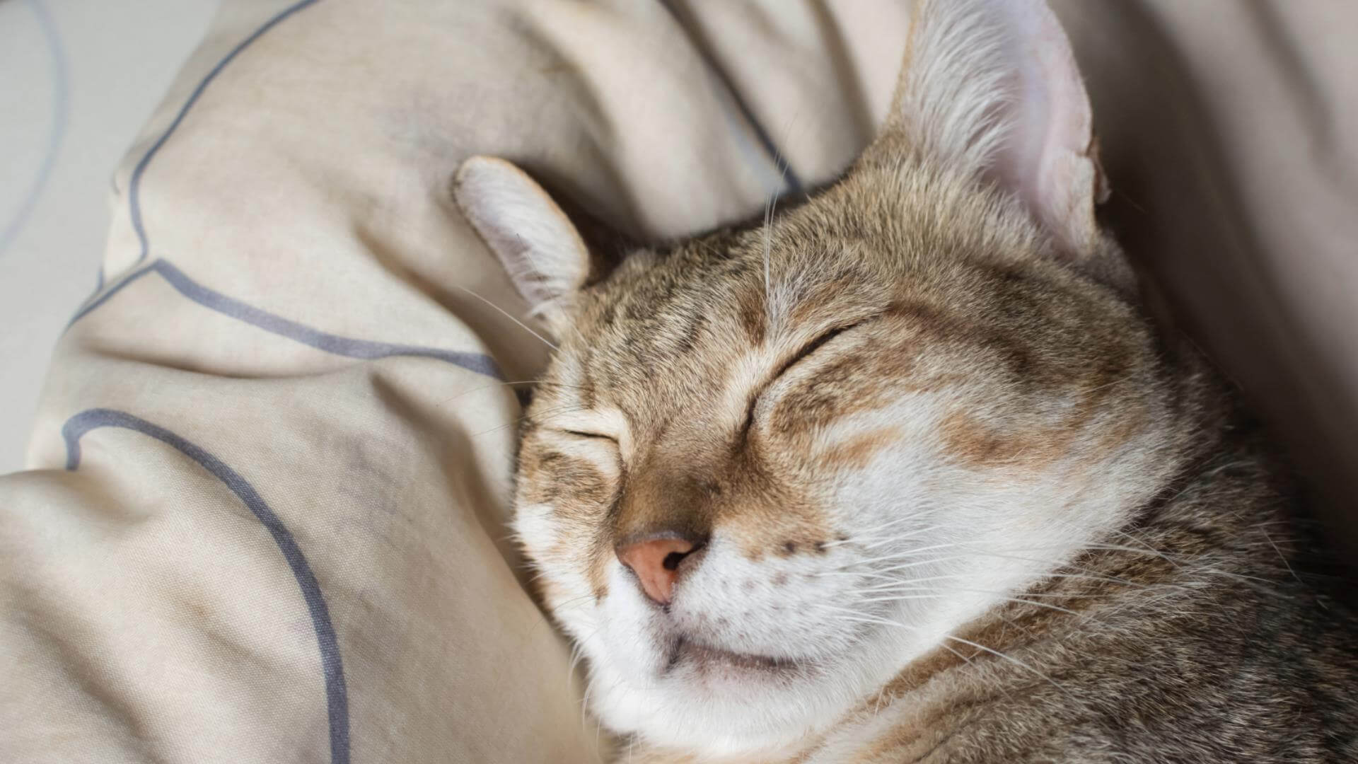 【猫が一緒に寝る】スピリチュアルでの解釈とは？もっと仲良くなれます