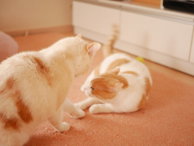 猫の喧嘩