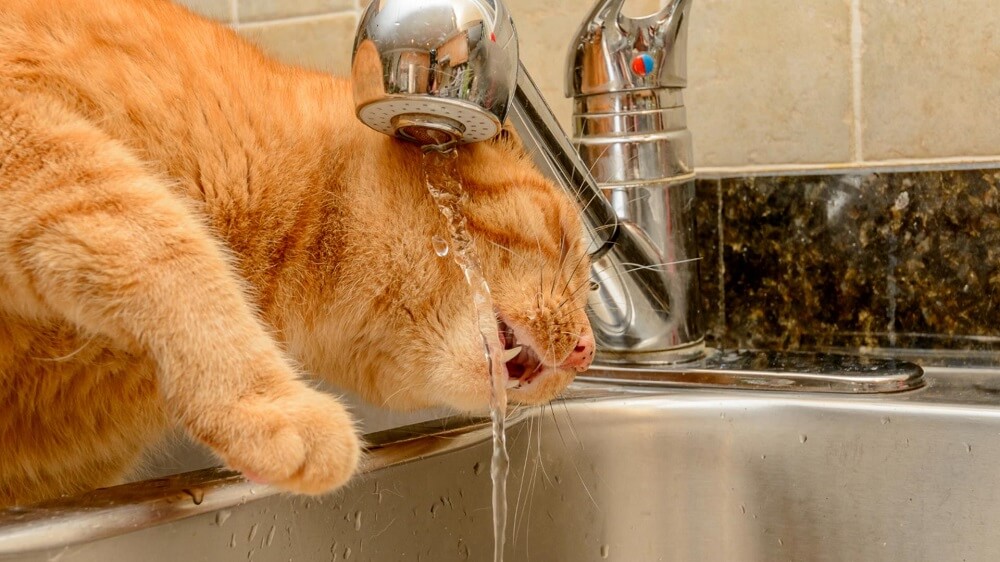 猫　ウェットフード　水飲まない