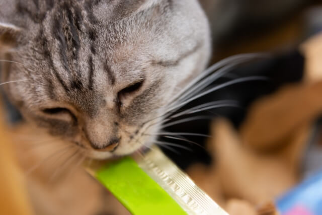猫がご飯を食べない7つの理由とは？おやつは食べるときの9つの対策