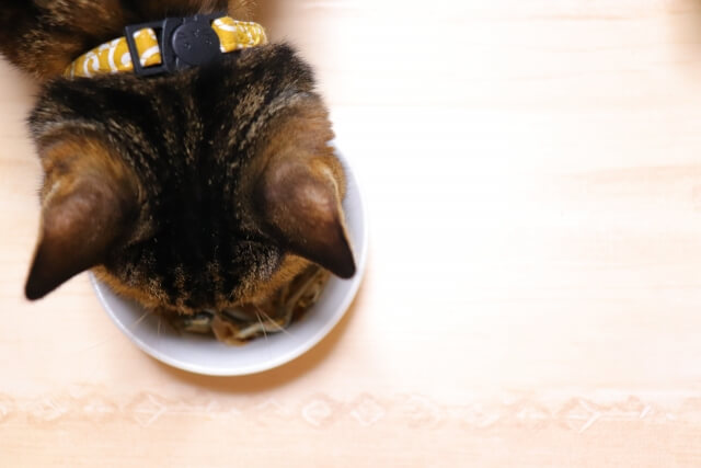 猫にはグルテンフリー・総合栄養食のウエットがいい？おすすめフード6選