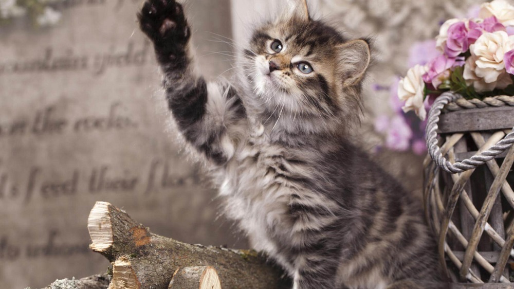 猫の種類サイベリアンは飼いやすい！性格や体重などの特徴を紹介