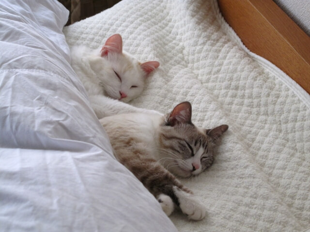 猫と添い寝