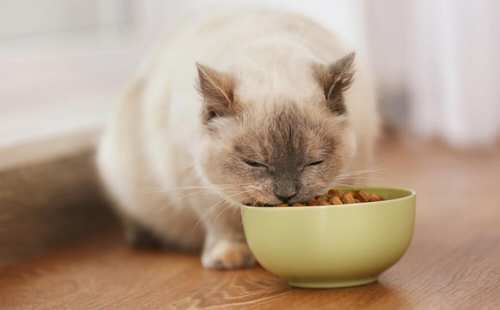 猫がウェットフードを食べ残し！捨てて食費が高くならない対処法を紹介