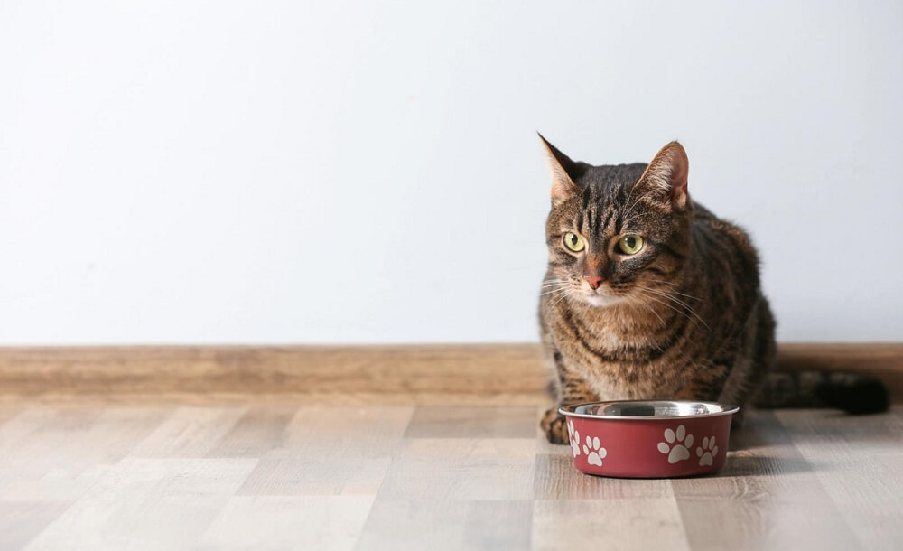 猫のご飯は出しっぱなし？それとも計る？自分に合う方法を選ぶコツ