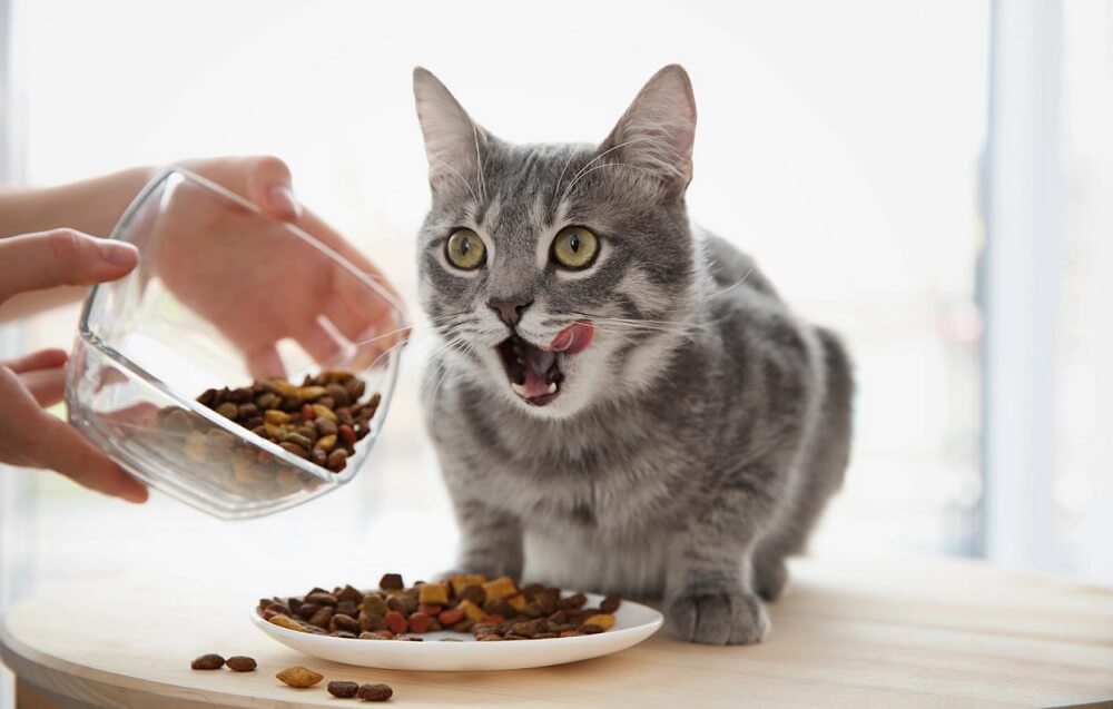 猫がご飯を残すのはなぜ？無駄にせず猫が幸せになる与え方を紹介