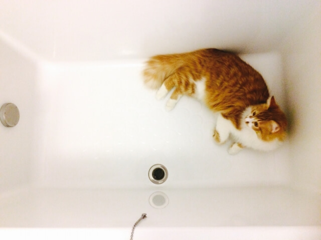 猫と風呂