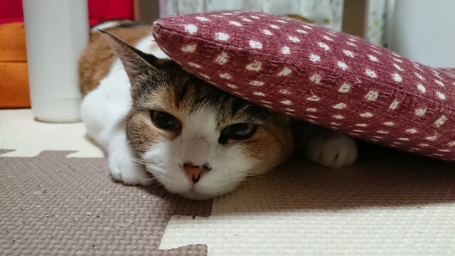 猫の暖房