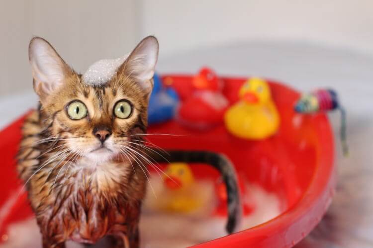 猫をお風呂に入れる頻度とは？温度や暴れない入れ方について