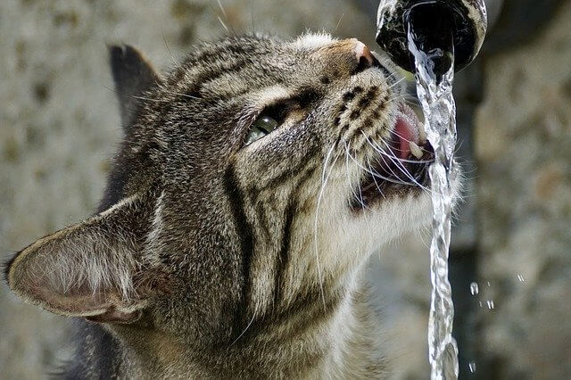 猫が水を飲まない