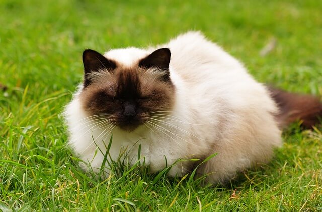 猫の種類ヒマラヤンの性格・毛色・値段・飼い方の特徴を紹介