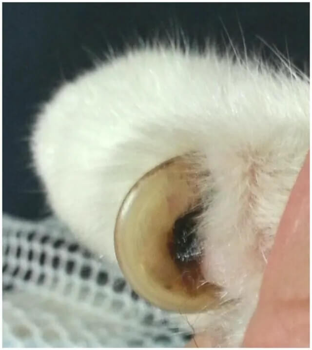 猫の巻き爪