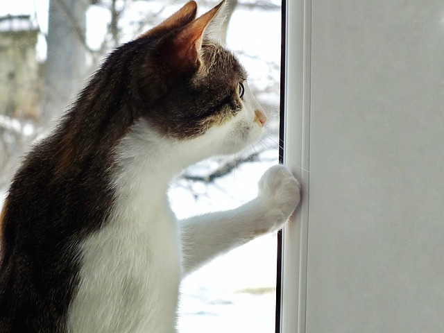 猫脱走対策窓と網戸