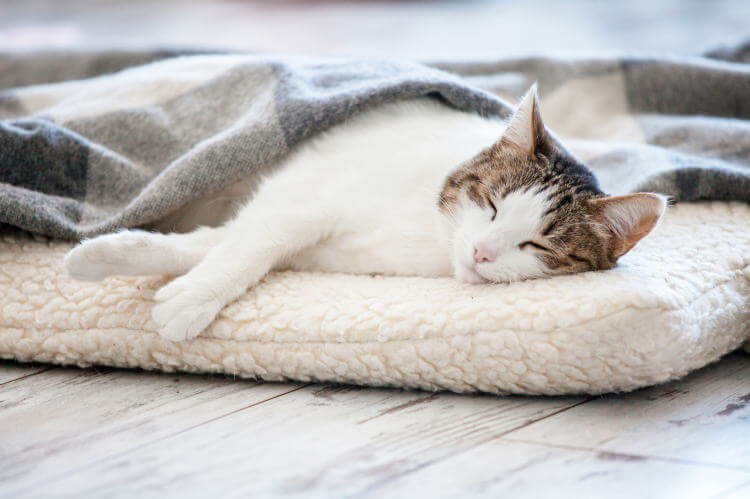 猫と電気毛布